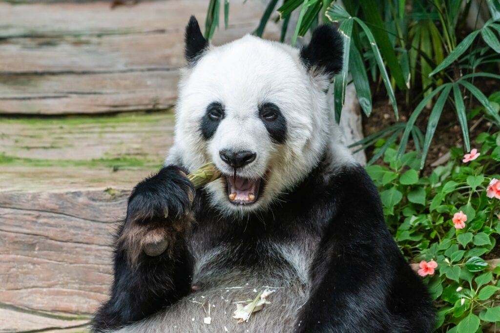 close up photo of an eating panda