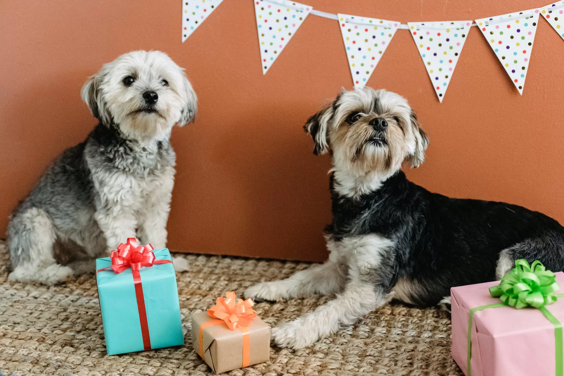 calm dogs resting in cozy apartment with festive decorations